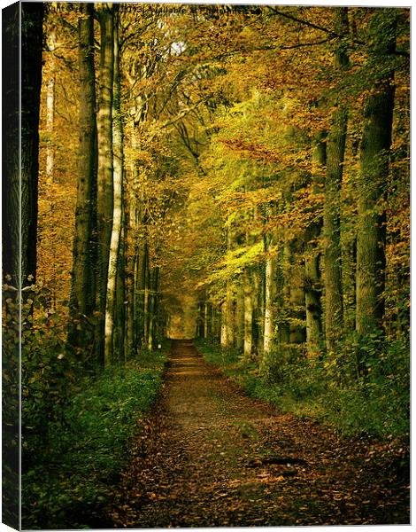autumn forest path Canvas Print by Jo Beerens
