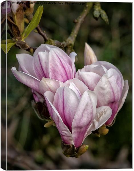 springtime magnolia Canvas Print by Jo Beerens