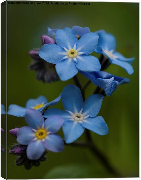 Forget Me Not flower Canvas Print by Jo Beerens