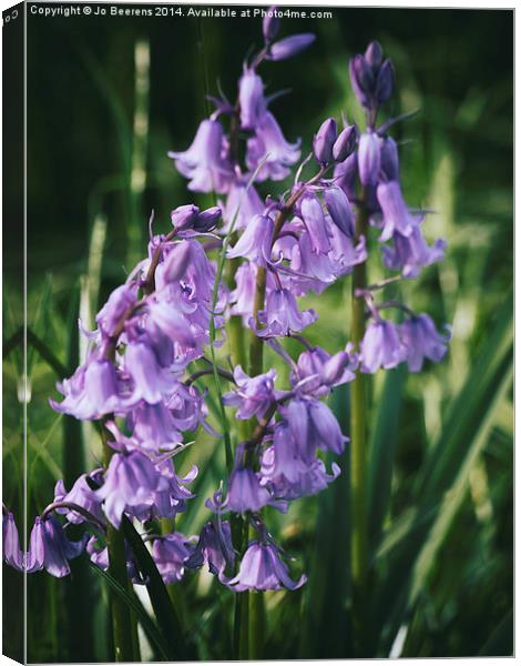 bluebell flowers Canvas Print by Jo Beerens