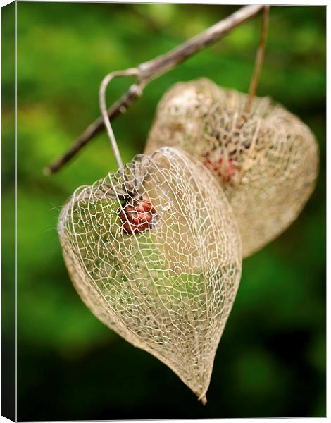 Physalis Canvas Print by Jo Beerens