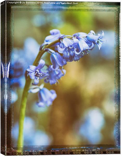 bluebell flower macro Canvas Print by Jo Beerens