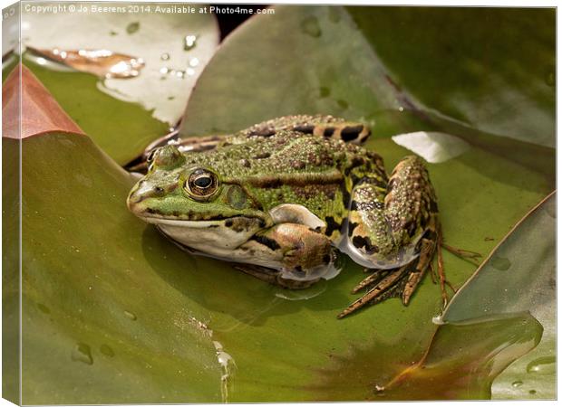 frog on leaf Canvas Print by Jo Beerens