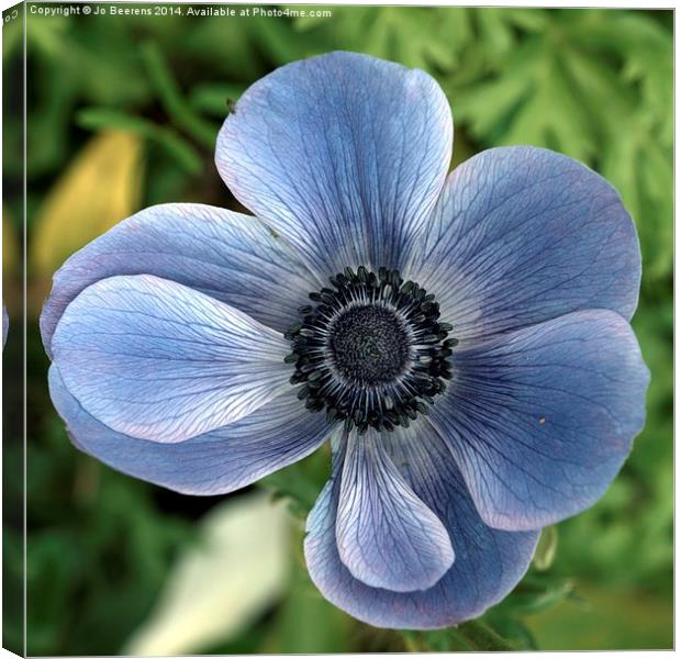 blue poppy anemone Canvas Print by Jo Beerens