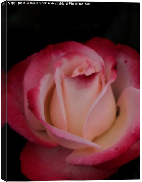 pink white rose Canvas Print by Jo Beerens
