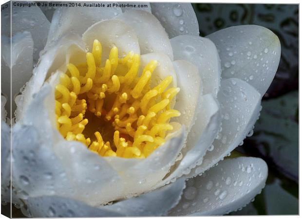 white water lily Canvas Print by Jo Beerens