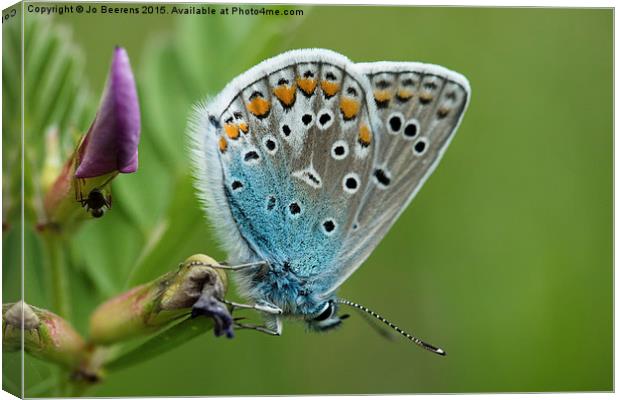 blue butterfly Canvas Print by Jo Beerens