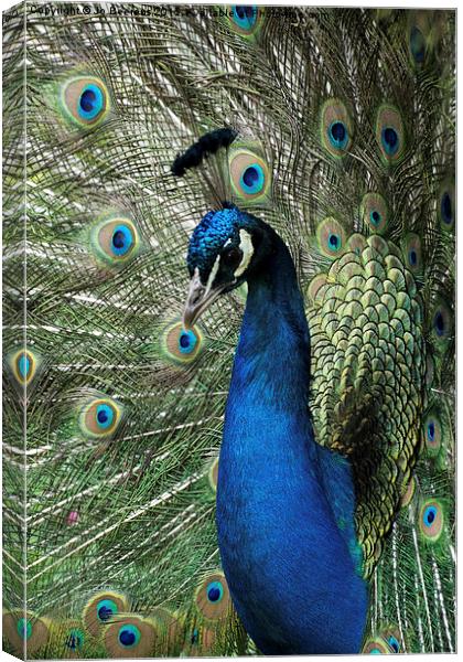 peacock display Canvas Print by Jo Beerens
