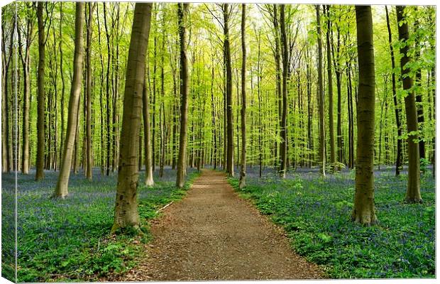 bluebell forest Canvas Print by Jo Beerens