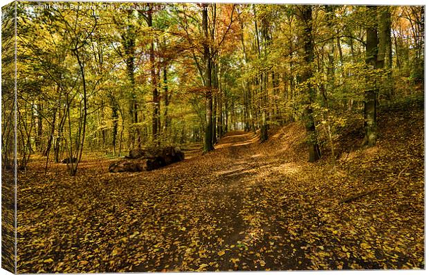 autumn woods Canvas Print by Jo Beerens