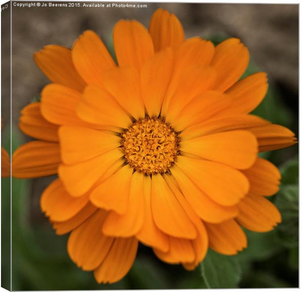 orange marigold  Canvas Print by Jo Beerens