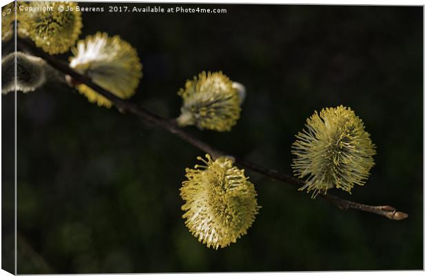 fluffy willow blossom Canvas Print by Jo Beerens