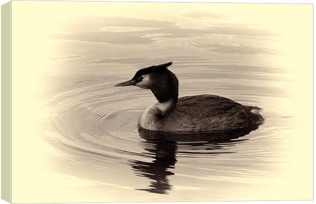 Great Crested Grebe Canvas Print by Dean Messenger