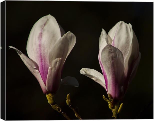 magnolias Canvas Print by Dean Messenger