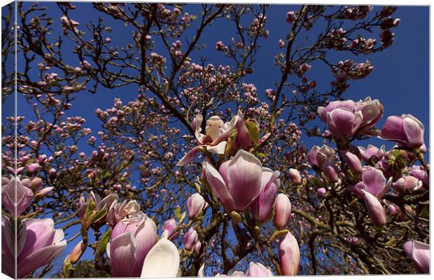 Magnolias in Bloom Canvas Print by Dean Messenger