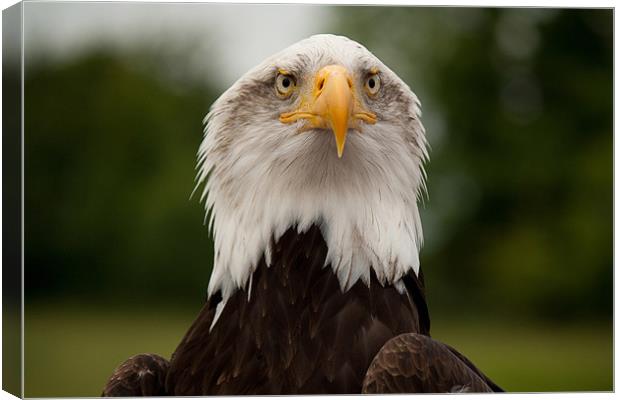 Bald Eagle Canvas Print by Dean Messenger