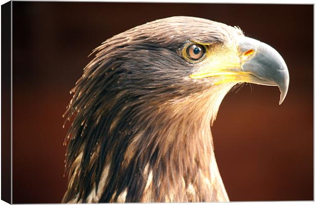 Tawny Eagle Canvas Print by Dean Messenger