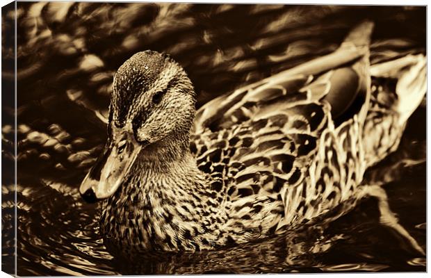 Golden Duck Canvas Print by Dean Messenger