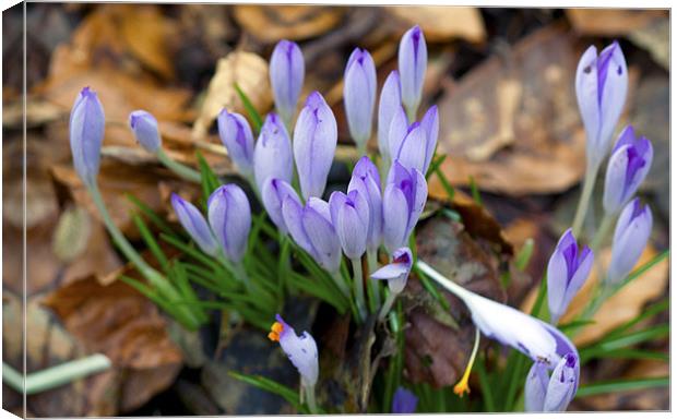 Beginnings of Spring Canvas Print by Dean Messenger