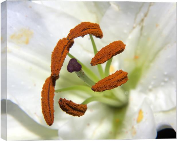 Lily Stamens Canvas Print by Dean Messenger