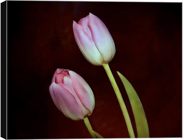 Pink Tulips Canvas Print by Dean Messenger