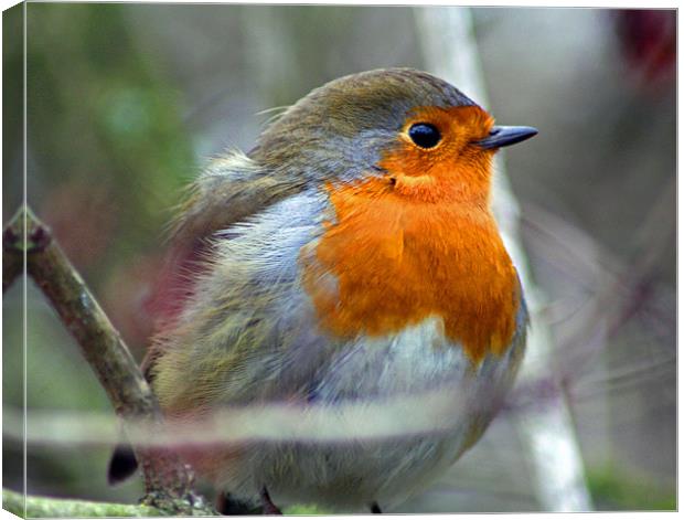 Porky Robin Canvas Print by Dean Messenger