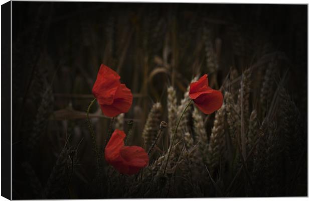 Poppies among the cornfield Canvas Print by Dean Messenger