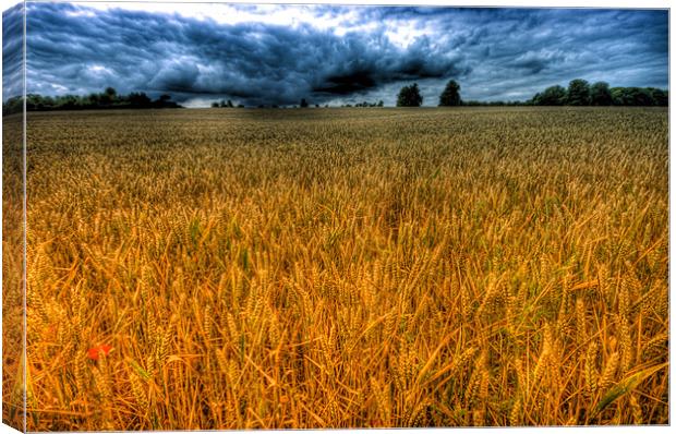 Fields of Gold Canvas Print by Dean Messenger