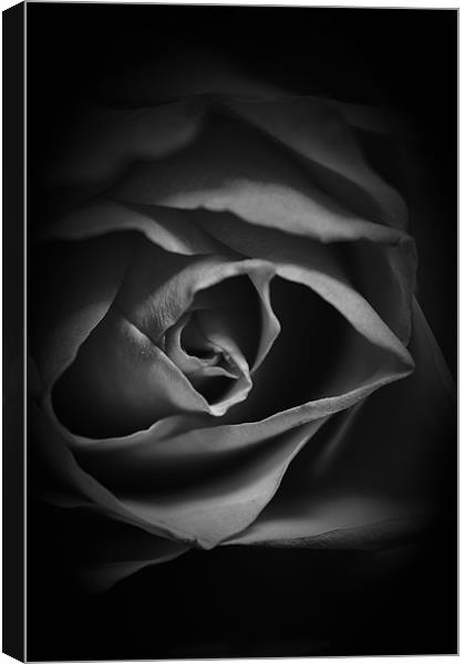 Black and White Rose Canvas Print by Dean Messenger