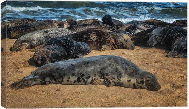 Horsey Grey seals Canvas Print by Dean Messenger