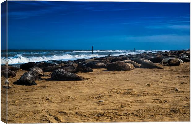 Horsey Grey Seals Canvas Print by Dean Messenger