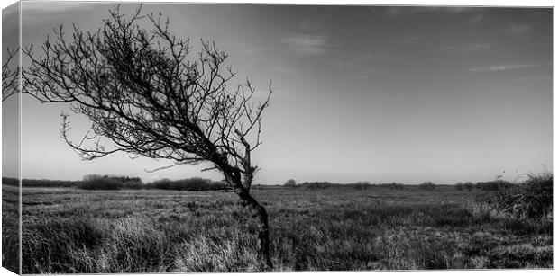 Windswept Tree Canvas Print by Dean Messenger