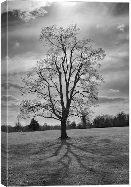 tree and shadows Canvas Print by Dean Messenger