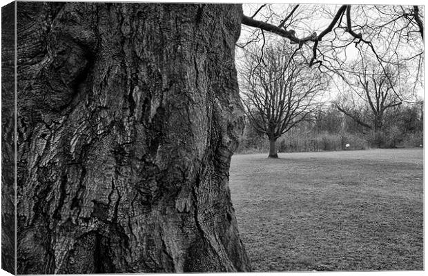 Bark black and white Canvas Print by Dean Messenger