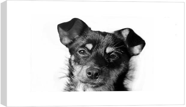 Puppy iPhone case Canvas Print by Dean Messenger