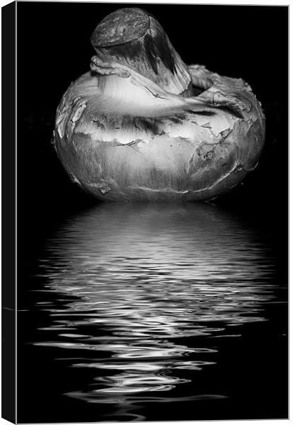 mushroom black and white Canvas Print by Dean Messenger