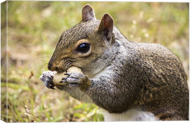 Grey Squirrel with Peanut Canvas Print by Dean Messenger