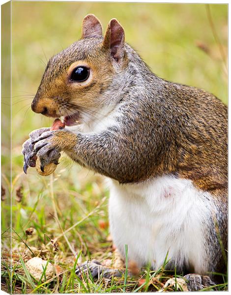 Grey Squirrel feeding Canvas Print by Dean Messenger