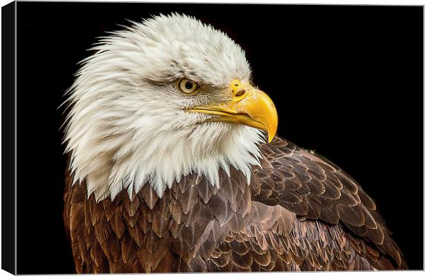 Bald Eagle Canvas Print by Dean Messenger