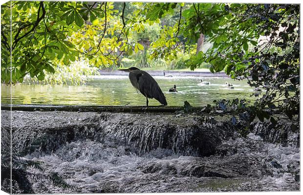  Grey Heron on waterfall Canvas Print by Dean Messenger