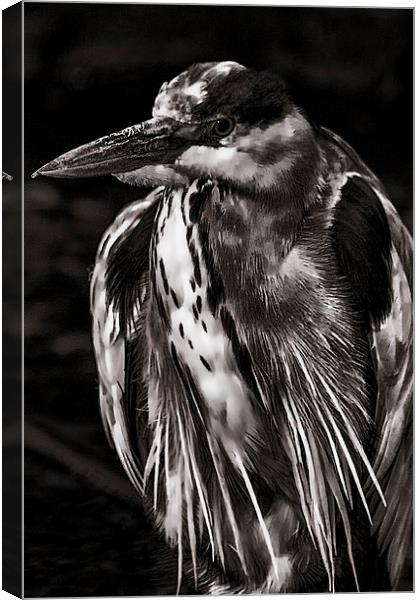  Grey Heron (Ardea cinerea) Mono  Canvas Print by Dean Messenger