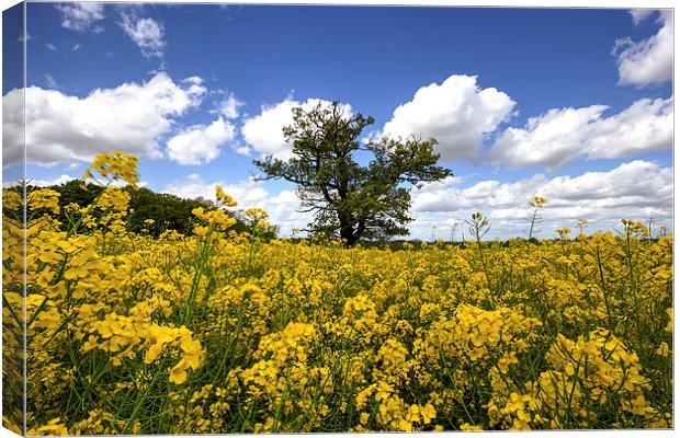  Rapeseed and tree Canvas Print by Dean Messenger