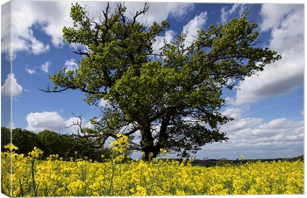 tree amongst the Yellow Canvas Print by Dean Messenger