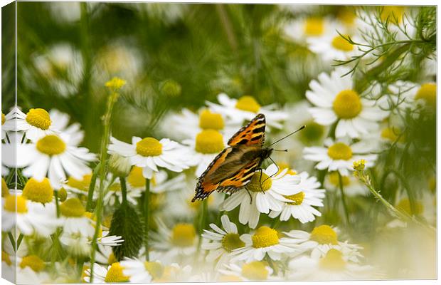 Small Tortoiseshell Butterfly  Canvas Print by Dean Messenger