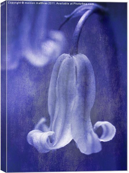 bluebell in blue Canvas Print by meirion matthias