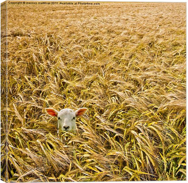 lamb with barley Canvas Print by meirion matthias