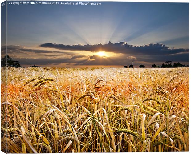 barley at sunset Canvas Print by meirion matthias