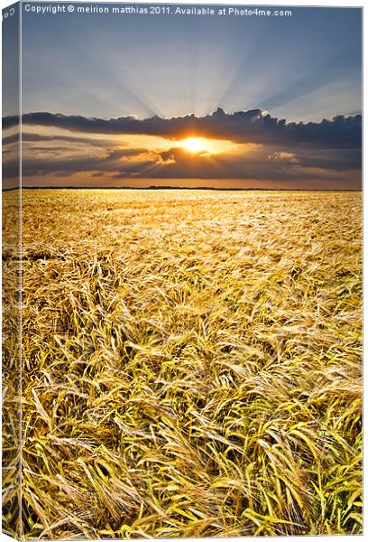 barley at sunset vertical Canvas Print by meirion matthias