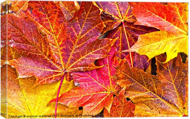 Maple the king of autumn Canvas Print by meirion matthias