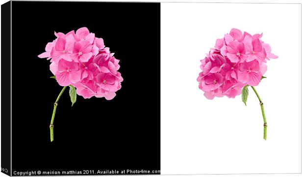 black and white pink hydrangea Canvas Print by meirion matthias